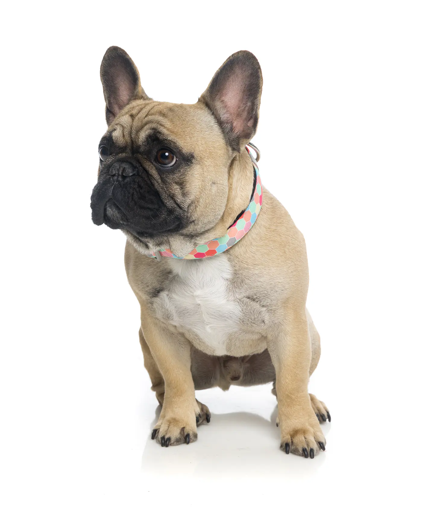 Collar de Perro FuzzYard The Hive 2