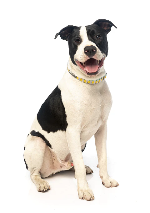 Collar de Perro FuzzYard Piña Colada