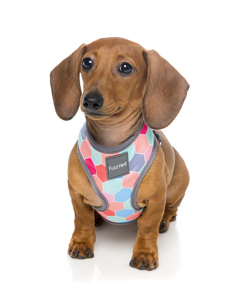 Arnés FuzzYard The Hive