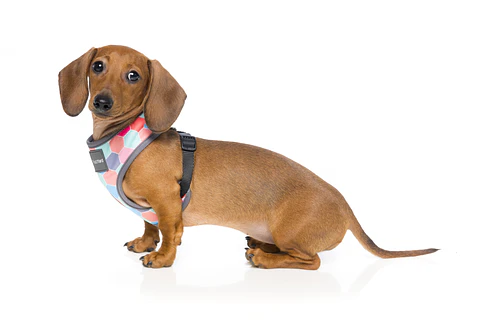 Arnés FuzzYard The Hive