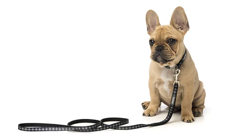 Correa FuzzYard Yeezy