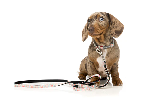 Correa FuzzYard The Hive