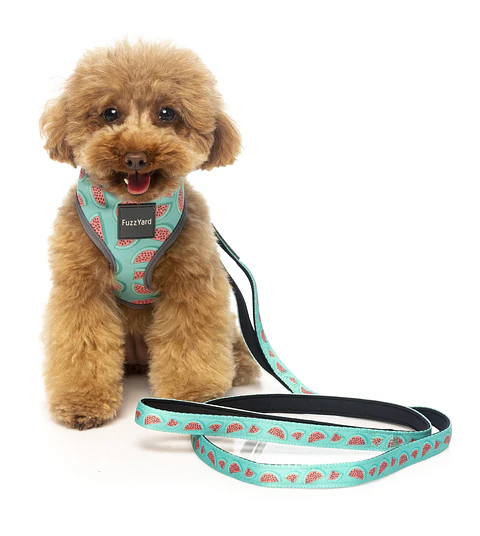 Correa FuzzYard Summer Punch