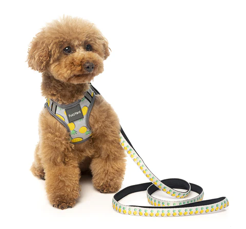 Correa FuzzYard Piña Colada