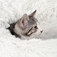 Catit Cama Fluffy - Miniatura 3