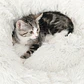 Catit Cama Fluffy - Miniatura 4