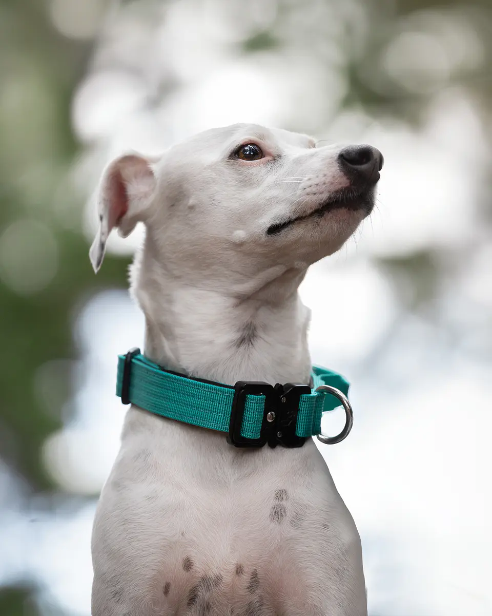 Collar combat Street Dogs 4