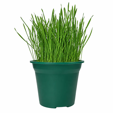 Hierba Gatera Catnip para Gatos – Estimula Juego y Actividad