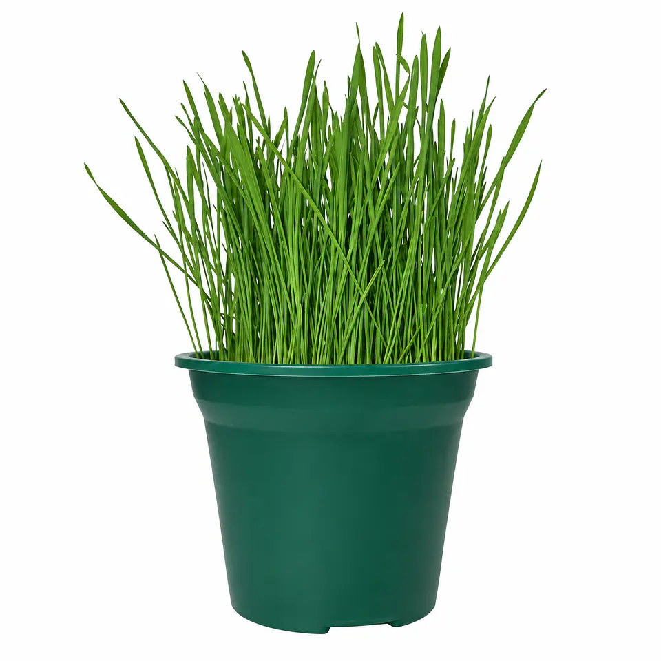 Hierba Gatera Catnip para Gatos – Estimula Juego y Actividad 1