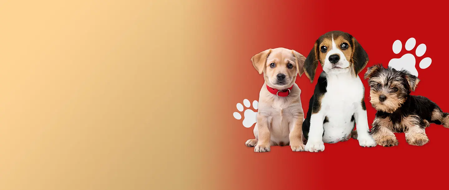 Alimento especial para perros cachorros y juguetes interactivos de estimulacion en El Rincon del Guau Chile.