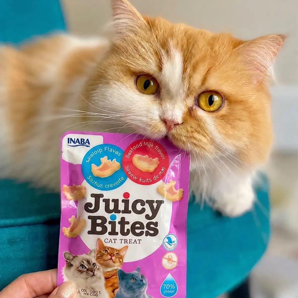 Gato comiendo snack saludable Juicy Bites e Inaba Churu en El Rincon del Guau.