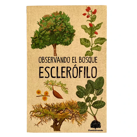 Observando el Bosque Esclerófilo - Claudia Ortiz