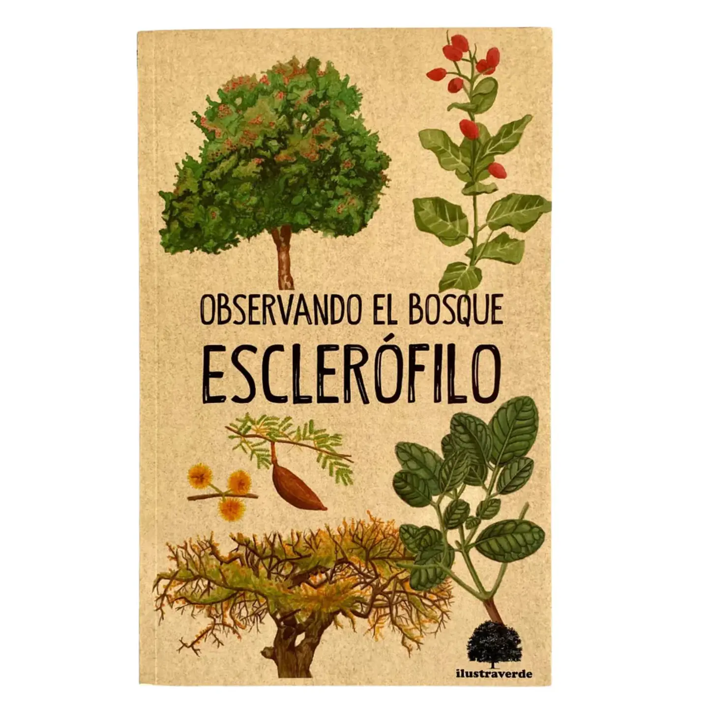 Observando el Bosque Esclerófilo - Claudia Ortiz 1