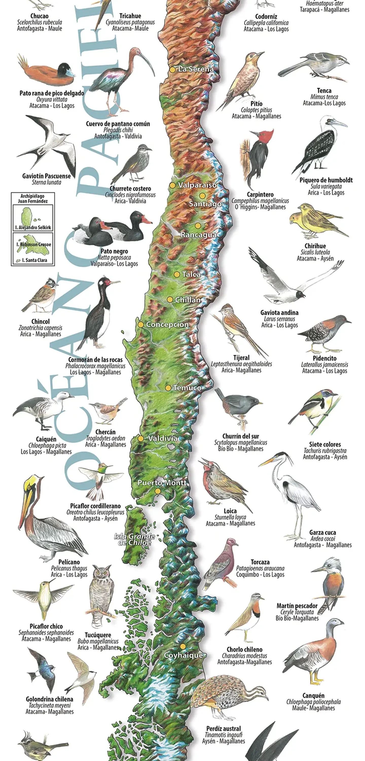 Aves de Chile - Mapa Desplegable - Tourmaps 2