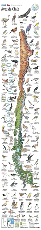 Aves de Chile - Mapa Desplegable - Tourmaps - Miniatura 2