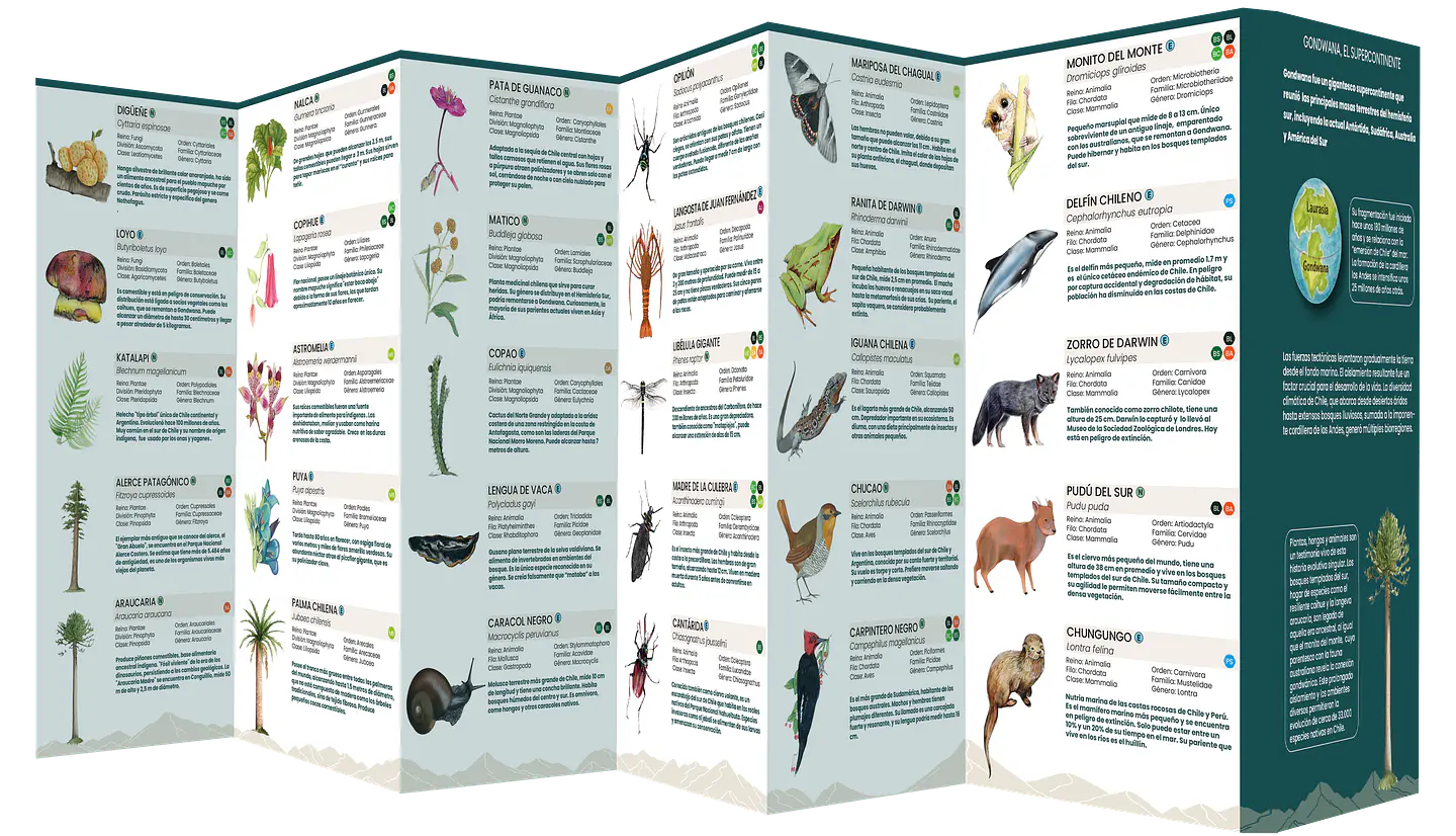 Chile Nativo: La naturaleza de su evolución - El Viaje 4