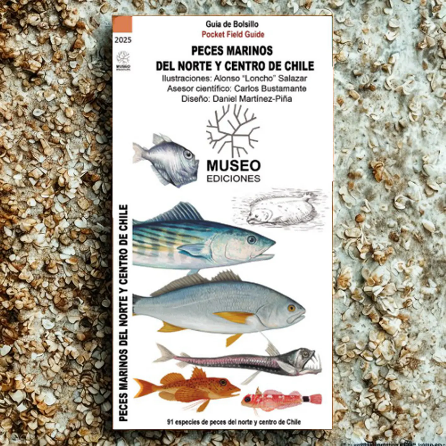 Peces Marinos del Norte y Centro de Chile 1