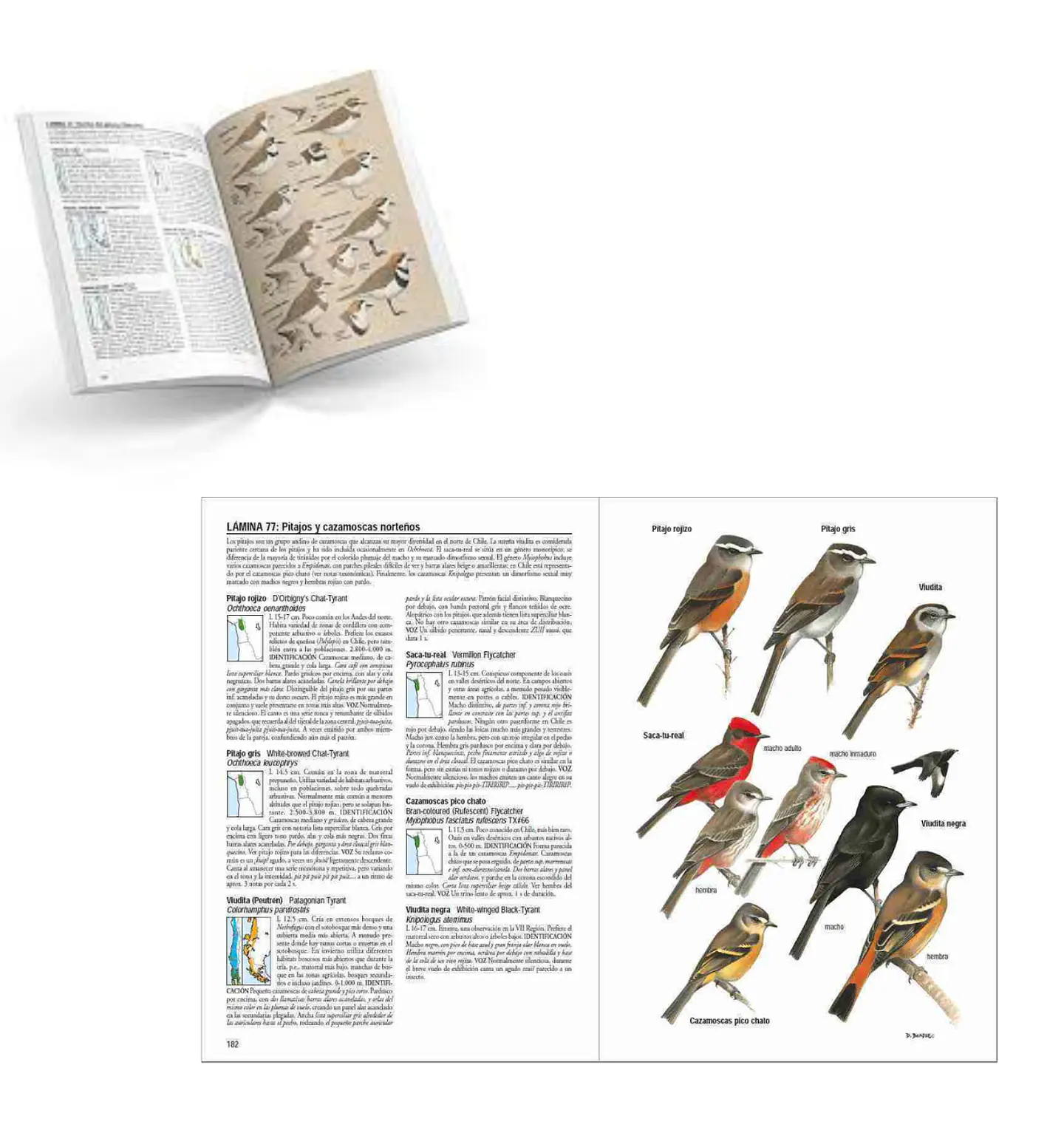 Aves de Chile – Alvaro Jaramillo 3