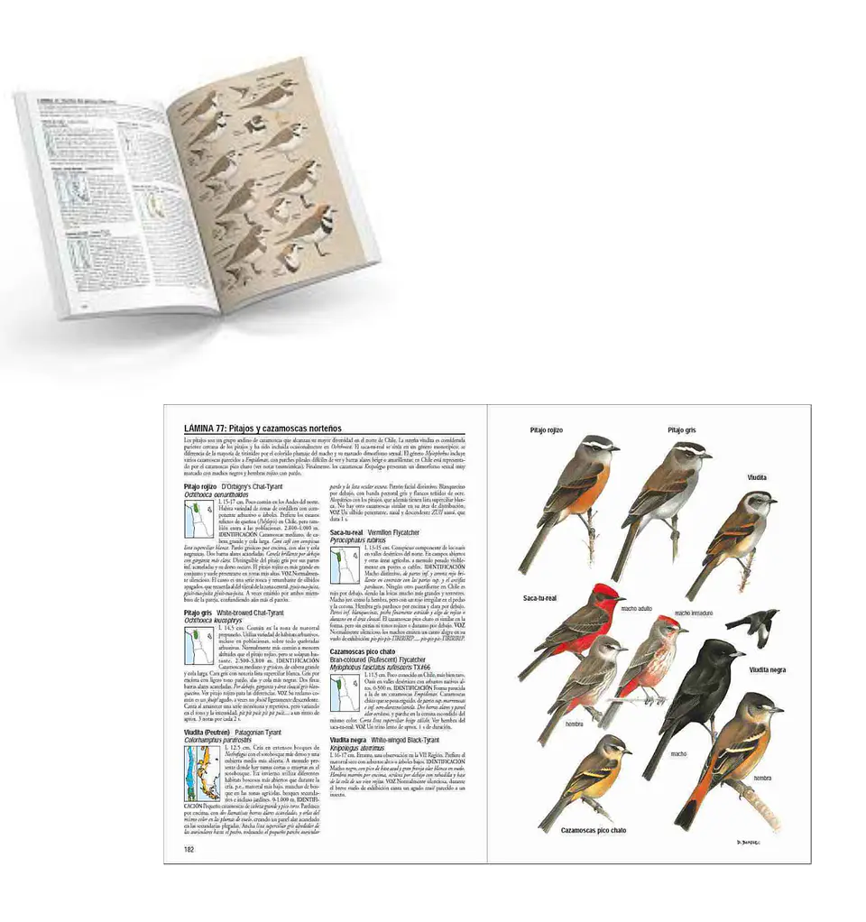 Aves de Chile – Alvaro Jaramillo 3