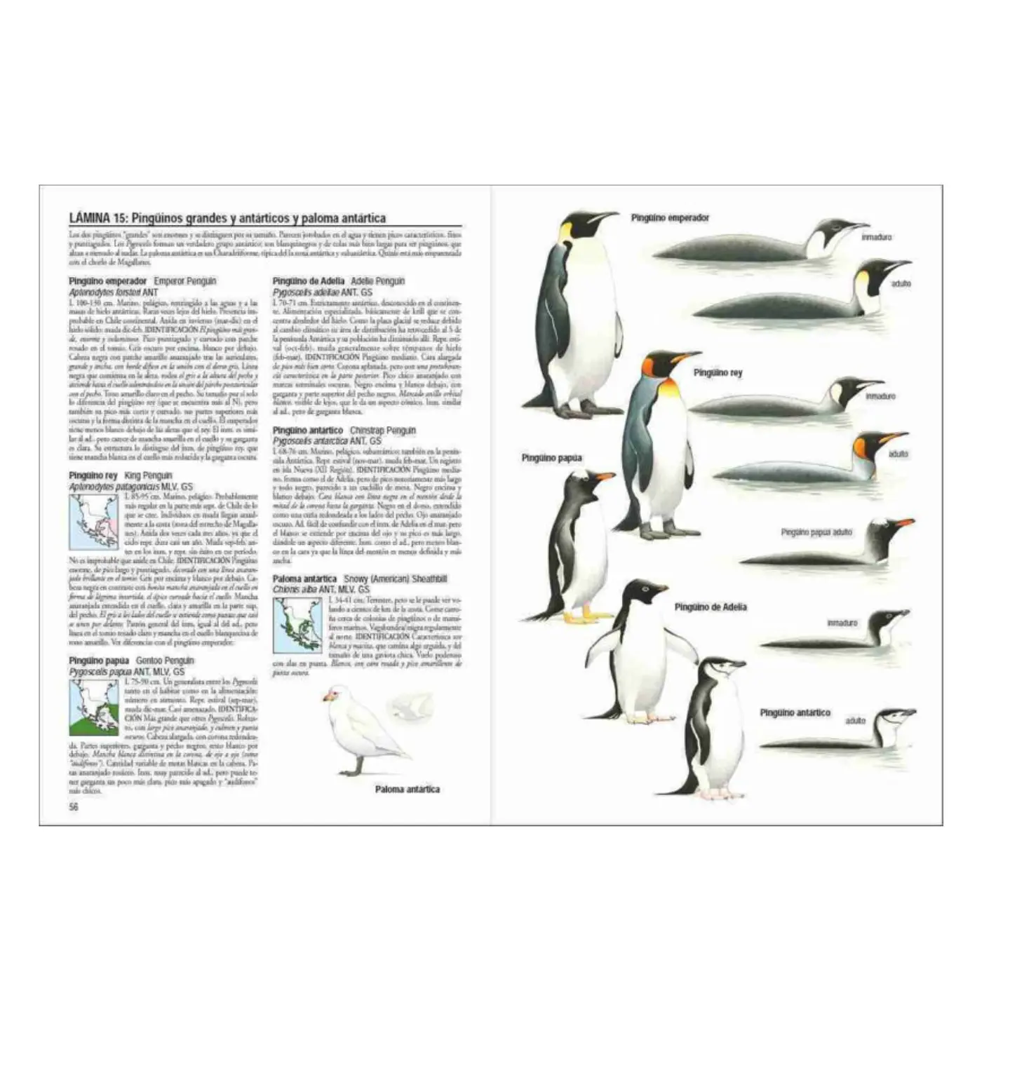 Aves de Chile – Alvaro Jaramillo 4