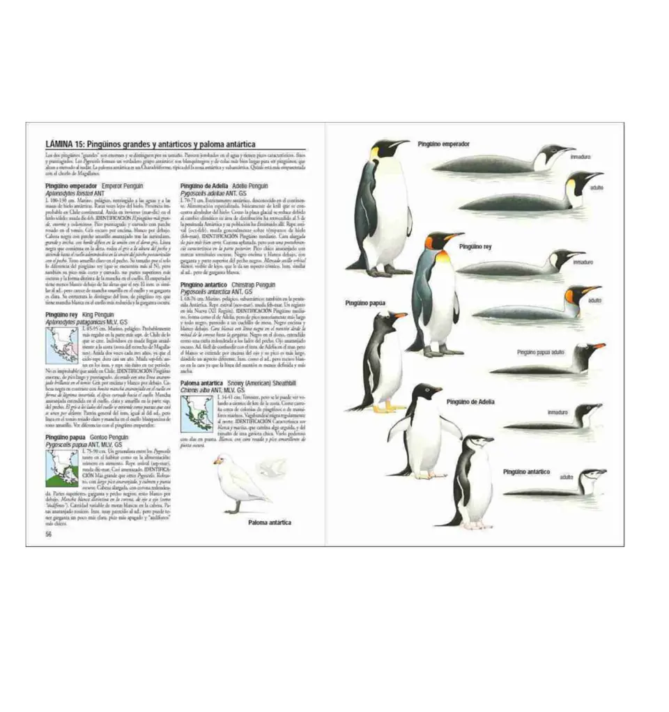 Aves de Chile – Alvaro Jaramillo 4
