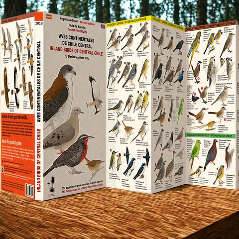 Aves Continentales de Chile Central – Inland Birds of Central Chile