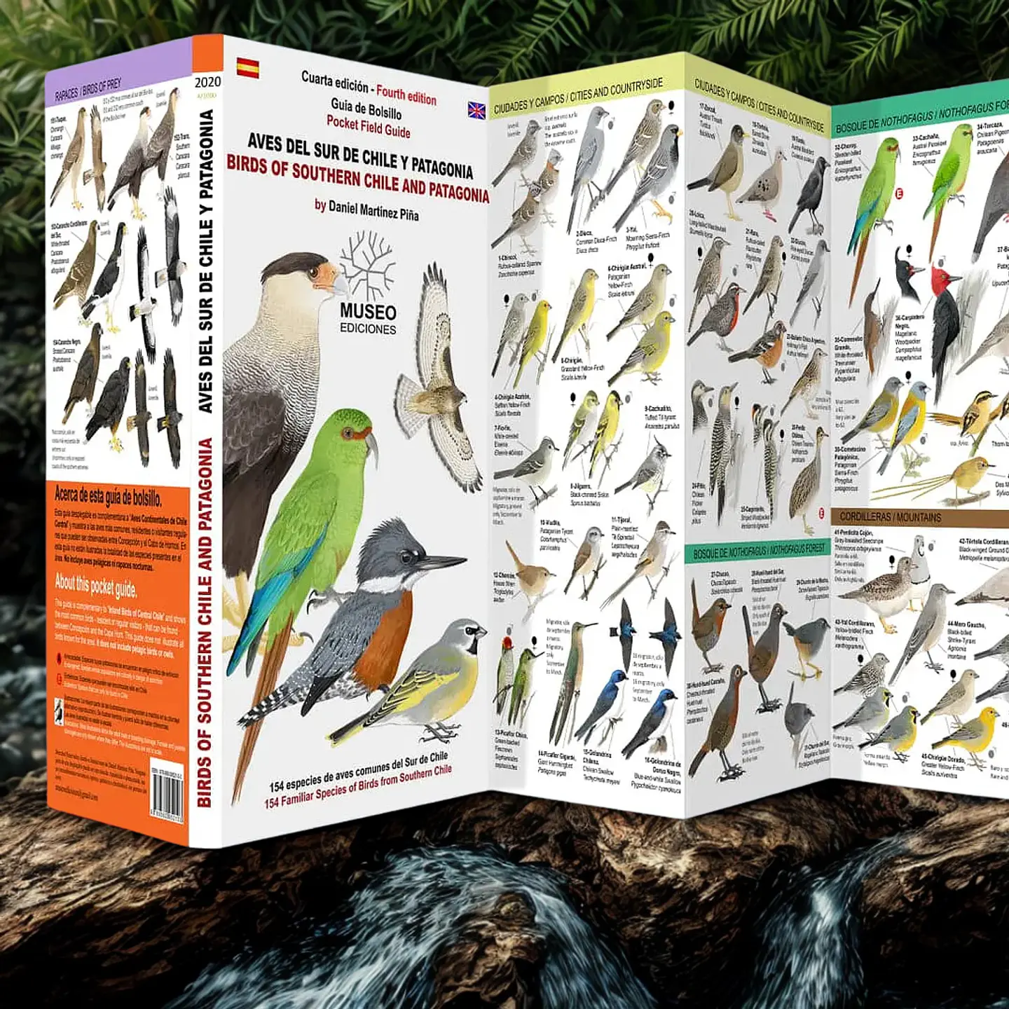 Aves del Sur de Chile y Patagonia– Birds of Southern Chile and Patagonia 1