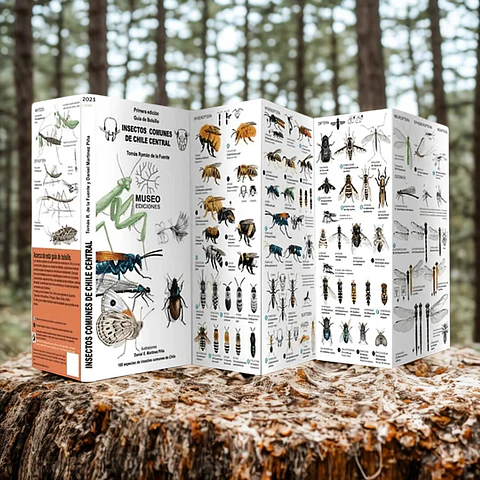 Insectos Comunes de Chile Central - Museo Ediciones