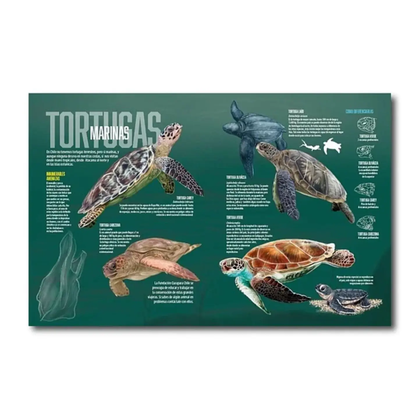 ¡Descubre la Majestuosidad de la Fauna Chilena en 