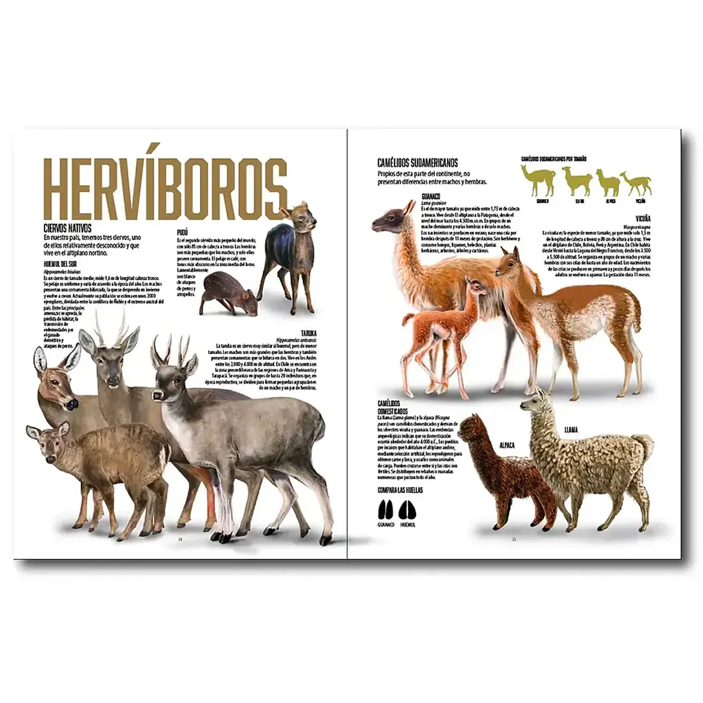 ¡Descubre la Majestuosidad de la Fauna Chilena en 
