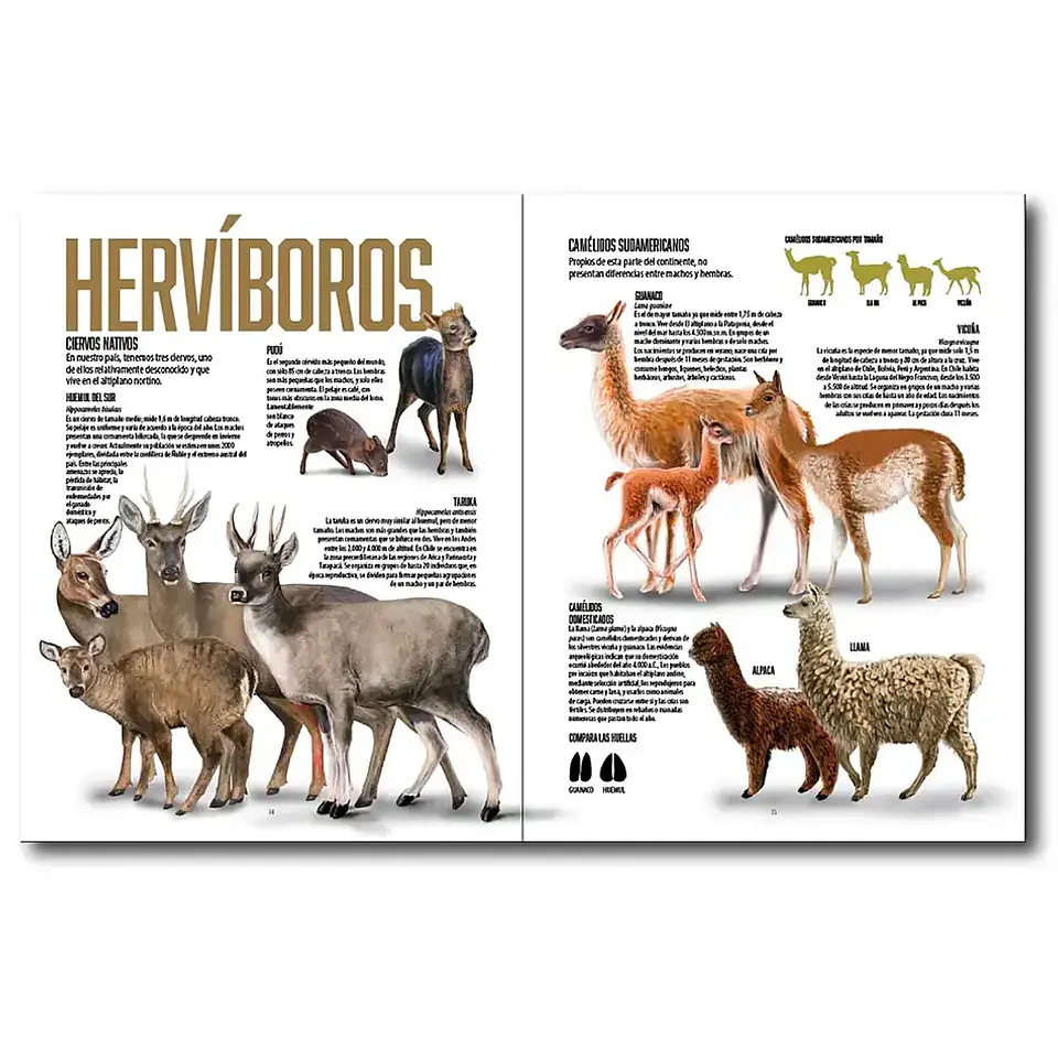 ¡Descubre la Majestuosidad de la Fauna Chilena en 