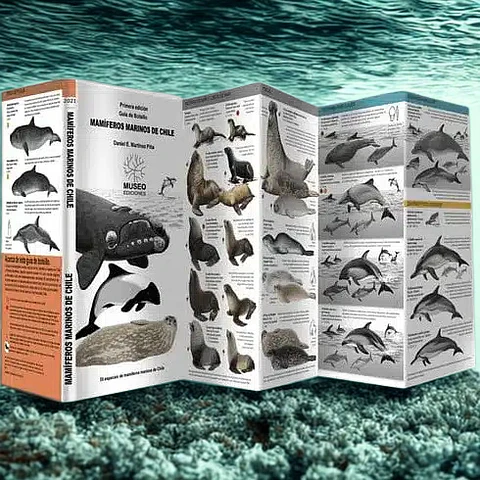 Guía de Mamíferos Marinos de Chile – Museo Ediciones