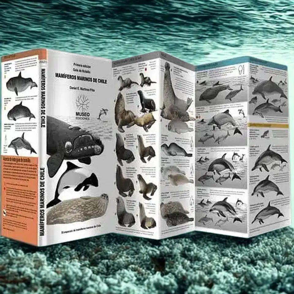 Guía de Mamíferos Marinos de Chile – Museo Ediciones 1