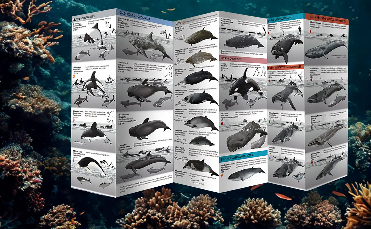 Guía de Mamíferos Marinos de Chile – Museo Ediciones 2
