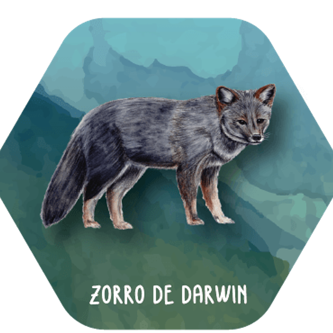 Juego Memorice Chile Nativo – 40 piezas con especies nativas de la biodiversidad chilena 6