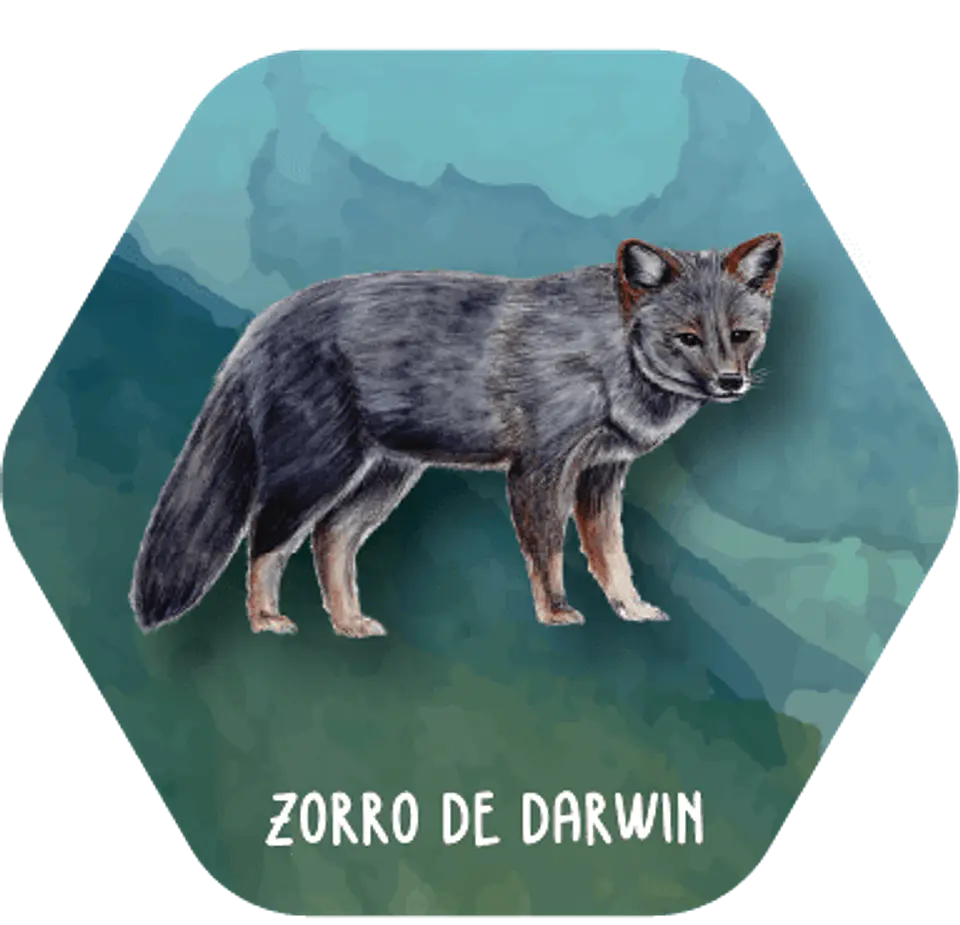 Juego Memorice Chile Nativo – 40 piezas con especies nativas de la biodiversidad chilena 5