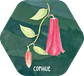 Juego Memorice Chile Nativo – 40 piezas con especies nativas de la biodiversidad chilena - thumbnail 3