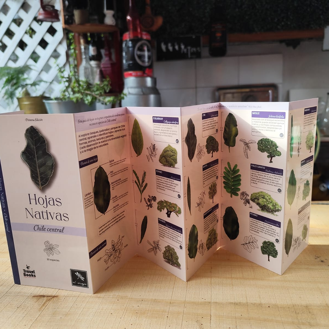 Hojas Nativas de Chile Central - Juan Carlos Castaing 4