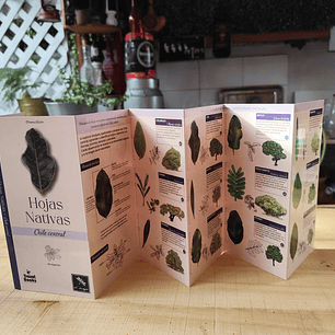 Hojas Nativas de Chile Central - Juan Carlos Castaing