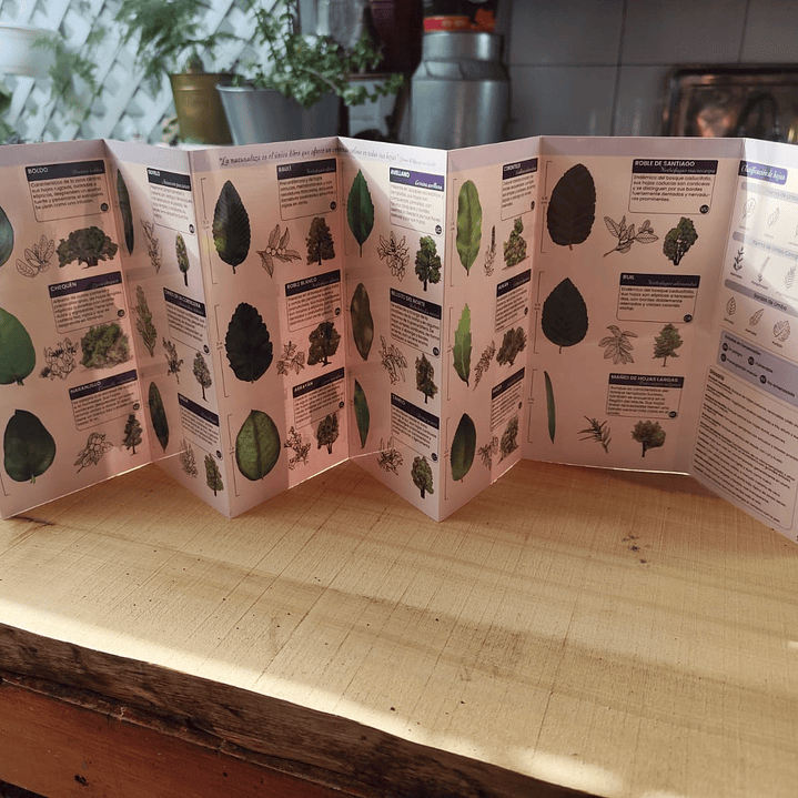 Hojas Nativas de Chile Central - Juan Carlos Castaing 2