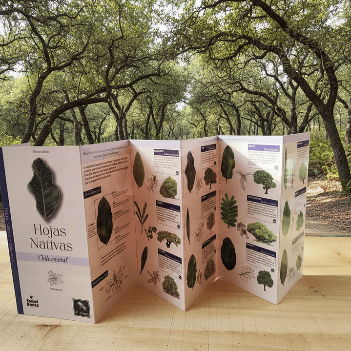 Hojas Nativas de Chile Central - Juan Carlos Castaing 1