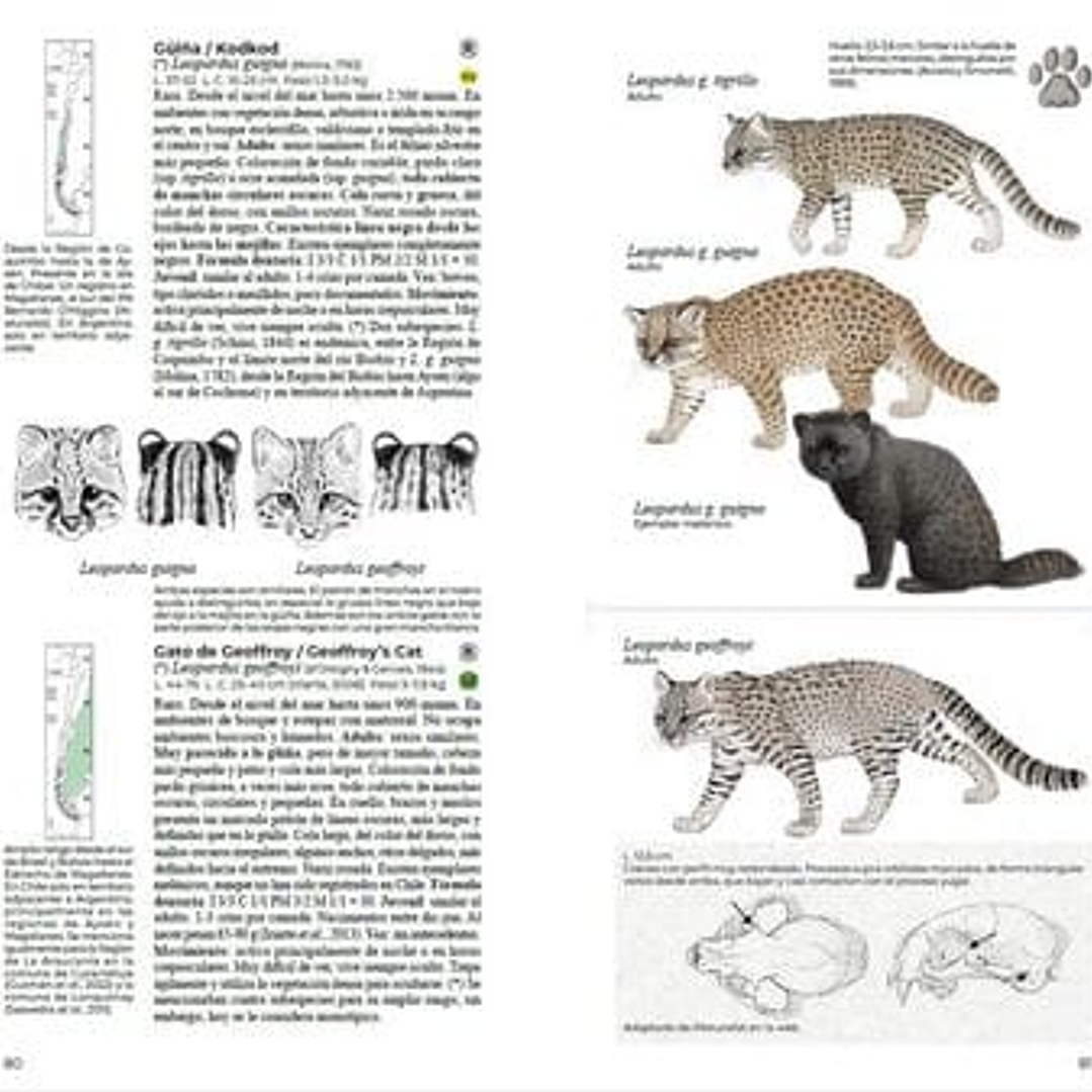 Mamíferos de Chile, Guia de Campo completa de Daniel Martinez-Piña 3