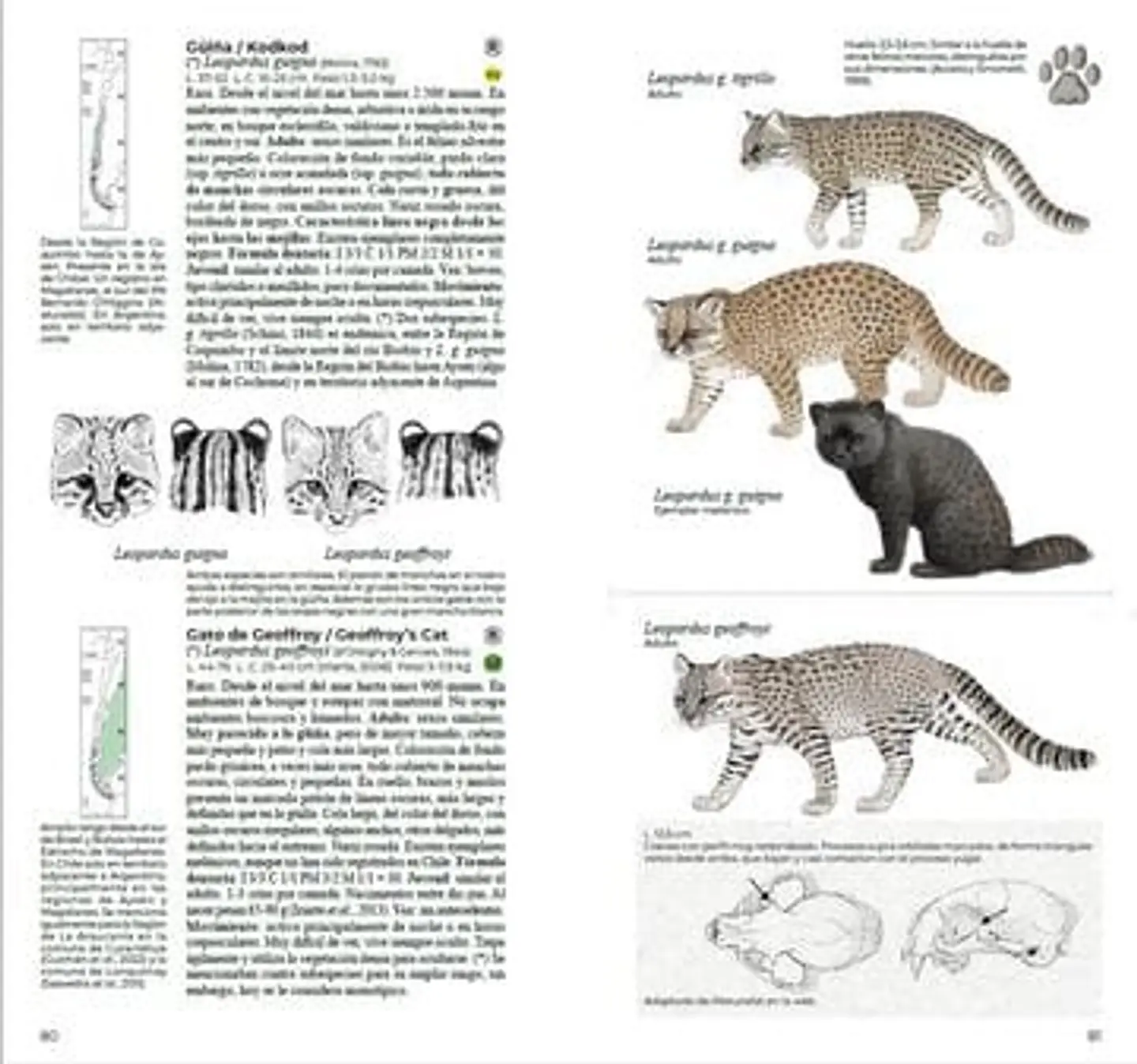 Mamíferos de Chile, Guia de Campo completa de Daniel Martinez-Piña 3