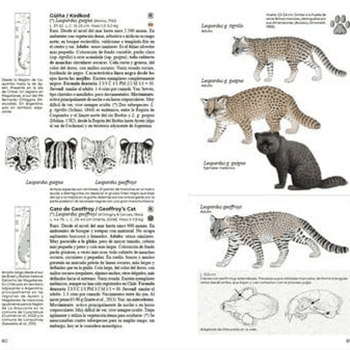 Mamíferos de Chile, Guia de Campo completa de Daniel Martinez-Piña 3