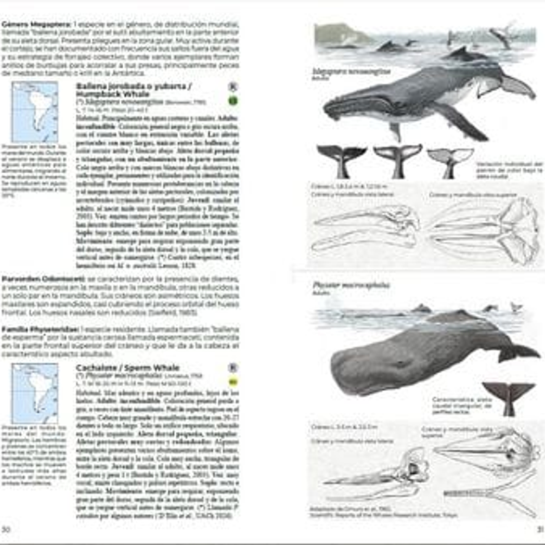 Mamíferos de Chile, Guia de Campo completa de Daniel Martinez-Piña 4