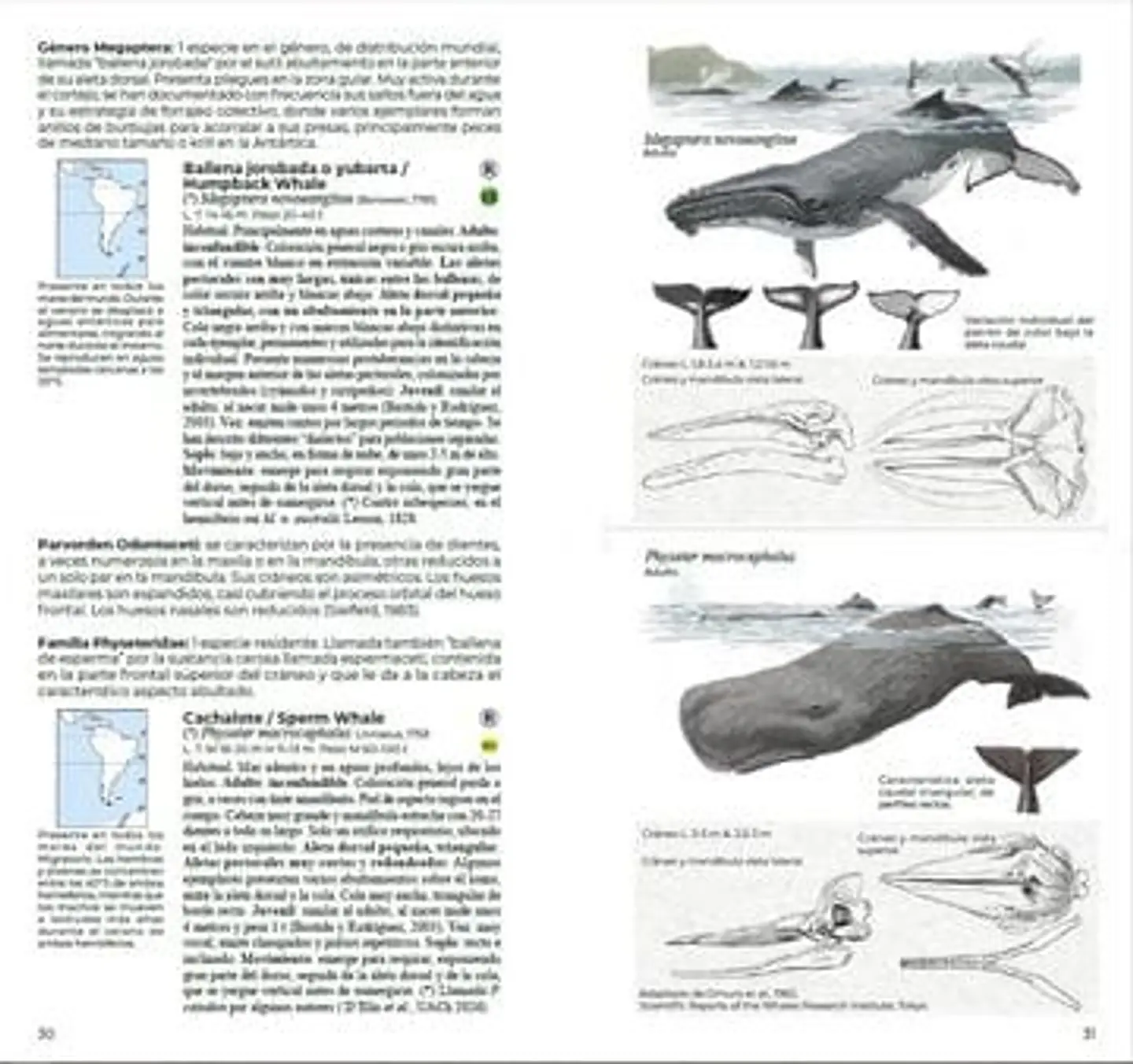 Mamíferos de Chile, Guia de Campo completa de Daniel Martinez-Piña 4