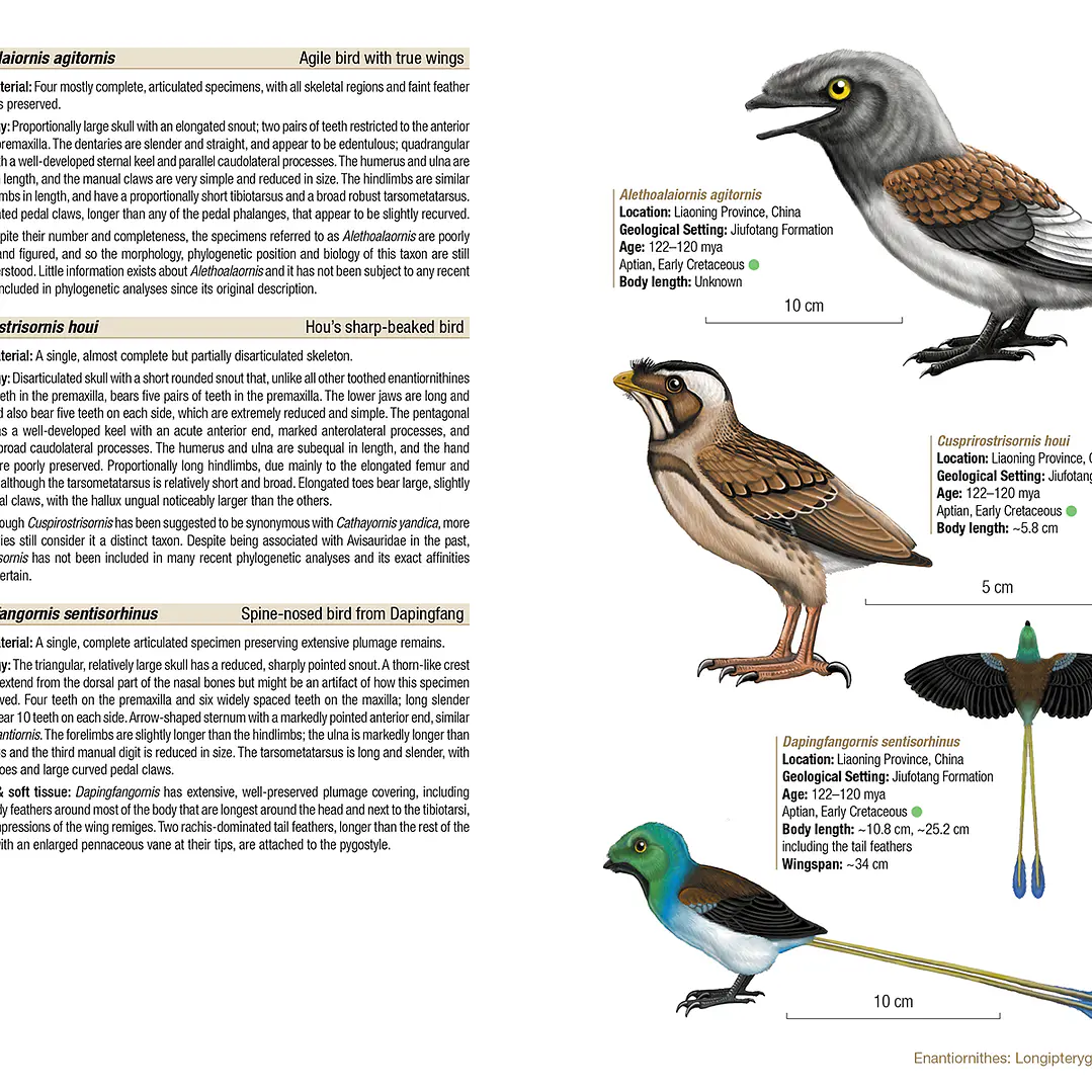 Birds of the Mesozoic An Illustrated Field Guide - Lynx ediciones 3