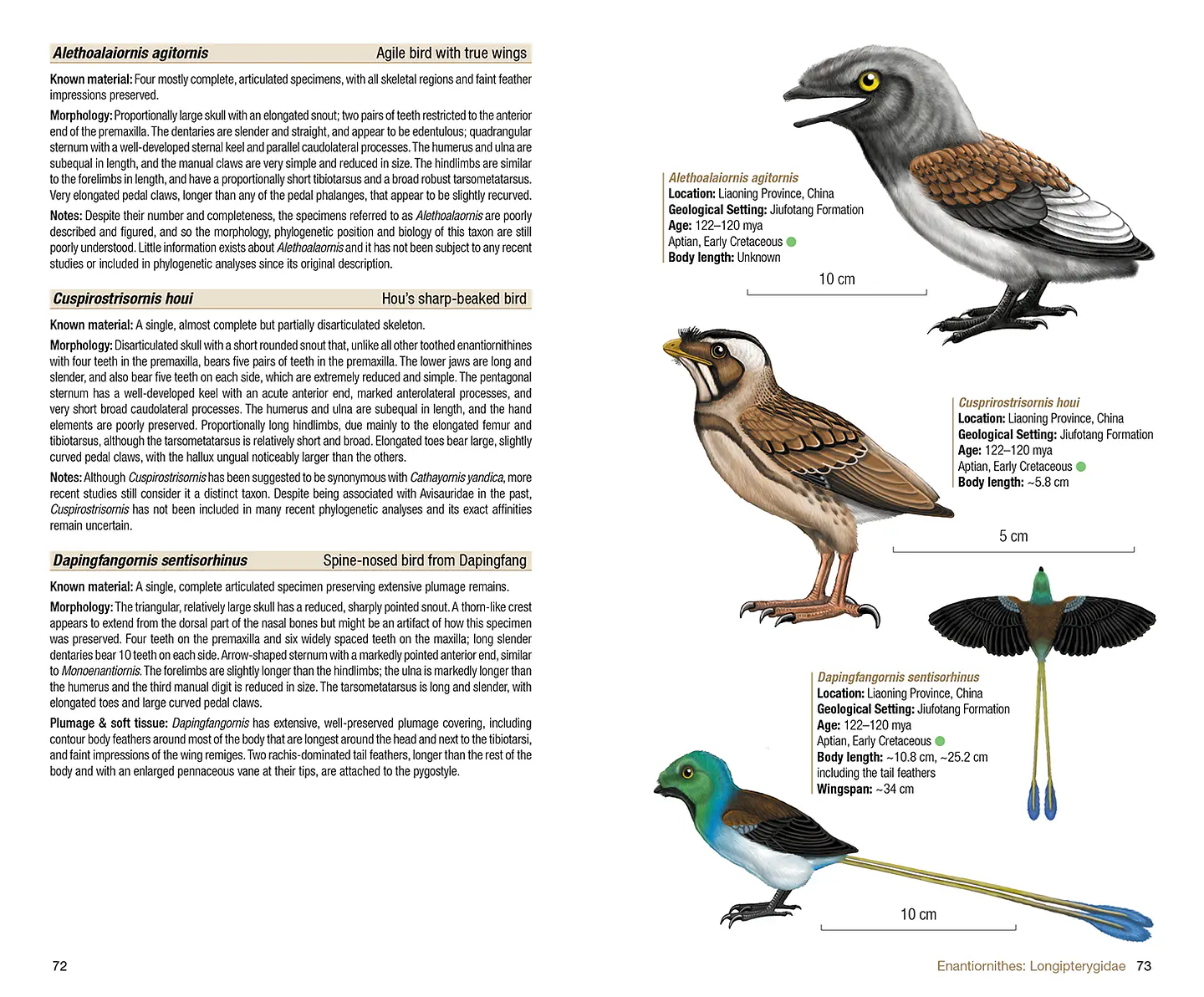 Birds of the Mesozoic An Illustrated Field Guide - Lynx ediciones 3