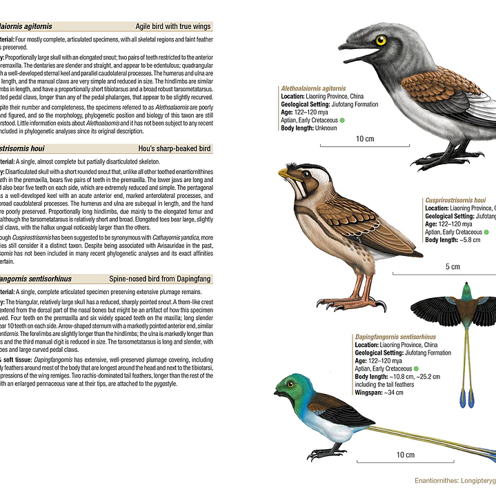 Birds of the Mesozoic An Illustrated Field Guide - Lynx ediciones 3