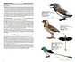 Birds of the Mesozoic An Illustrated Field Guide - Lynx ediciones - Miniatura 3